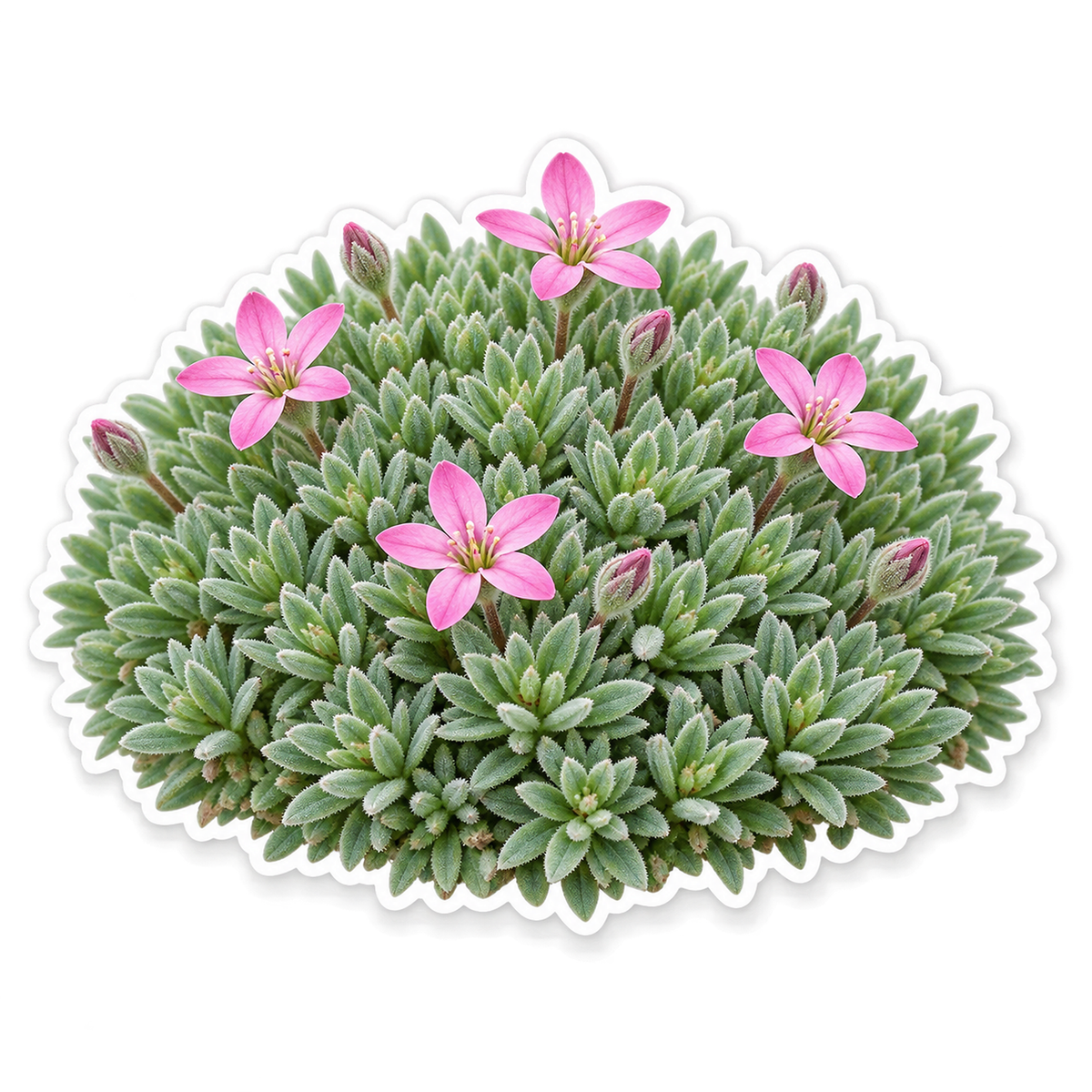Pink Flowers Green Cushion Plant Art Vinyl Decal Stickers