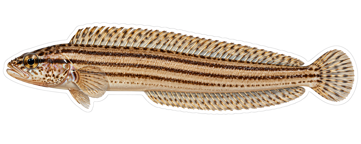 Slim Tan Fish with Four Dark Lengthwise Lines Vinyl Decal Stickers