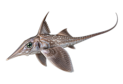 Longnose Chimaera Art Vinyl Decal Stickers
