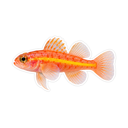 Orange Fish with Golden Stripe and Clear Fins Vinyl Decal Stickers