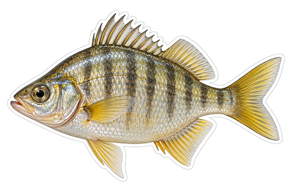 Gold Striped Shiner Perch Fish Art Vinyl Decal Stickers