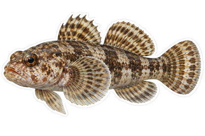 Mottled Goby with Round Checkered Fins Art Vinyl Decal Stickers