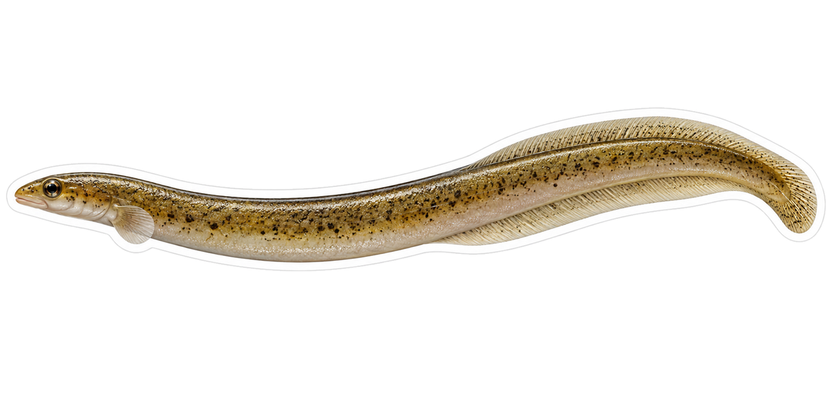 Slender Tan Eel with Fine Speckles Art Vinyl Decal Stickers