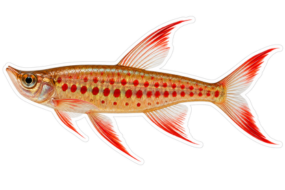 Gold Fish with Red Spots and Streamer Fins Art Vinyl Decal Stickers
