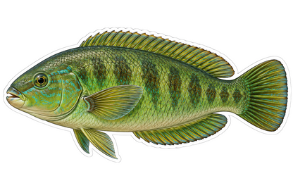 Greenbone Fish with Dark Green Bands Vinyl Decal Stickers