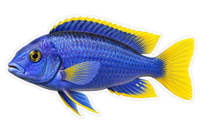 Acei Cichlid Art Vinyl Decal Stickers