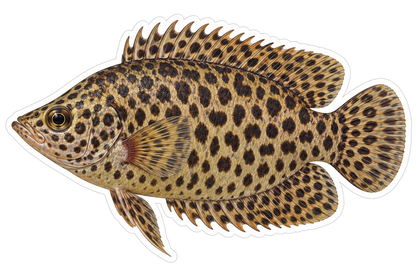Leopard Spotted Gold Fish with Round Tail Art Vinyl Decal Stickers