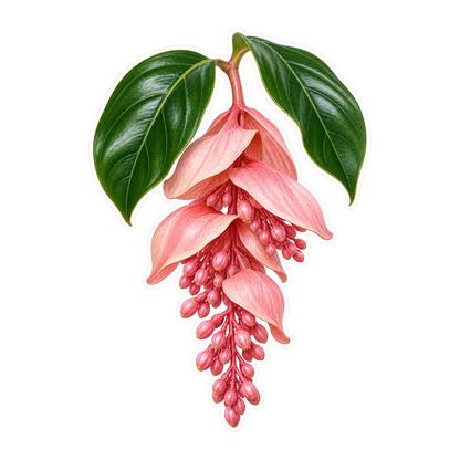 Pink Hanging Medinilla Flower Cluster Vinyl Decal Stickers