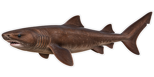 Brown Kitefin Shark Side View Art Vinyl Decal Stickers