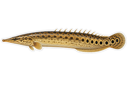 Gold Spotted Spiny Eel Fish Art Vinyl Decal Stickers