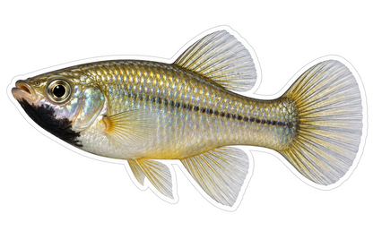 Gold Blackchin Fish with Rounded Tail Vinyl Decal Stickers