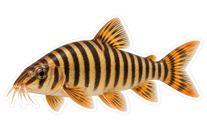 Zebra Loach Art Vinyl Decal Stickers