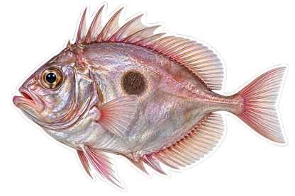 Pink Silver Dory with Dark Round Spot Vinyl Decal Stickers
