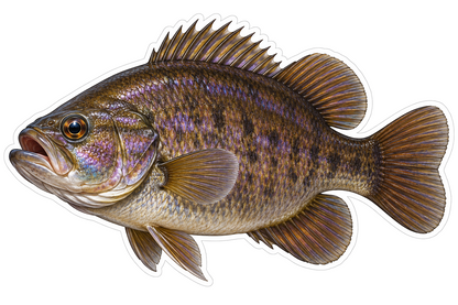 Pirate Perch Fish with Purple Brown Scales Vinyl Decal Stickers