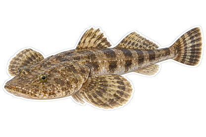 Brown Banded Broad Head Fish Art Vinyl Decal Stickers