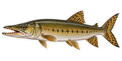 Golden Pike with Long Jaws and Spotted Tail Art Vinyl Decal Stickers