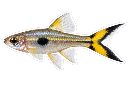 Silver Fish with Black Spot and Split Tail Art Vinyl Decal Stickers