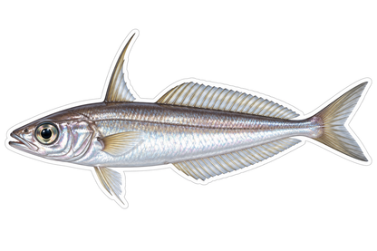 Slender Silver Fish with Curved Back Ray Art Vinyl Decal Stickers