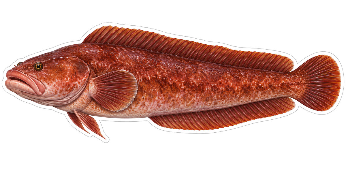 Red Fish with Long Rounded Fins Art Vinyl Decal Stickers
