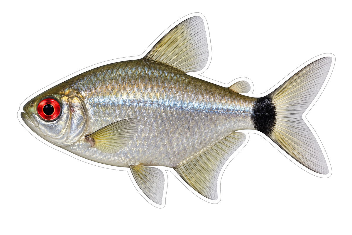 Silver Tetra with Red Eye and Black Tail Art Vinyl Decal Stickers