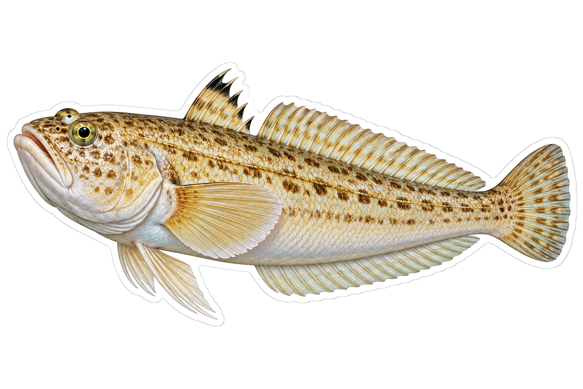 Sandy Greater Weever Fish with Spotted Sides Art Vinyl Decal Stickers