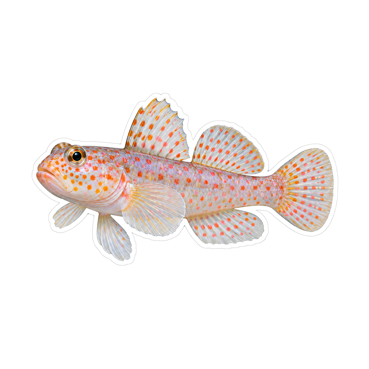 Pale Translucent Fish with Orange Speckles Vinyl Decal Stickers