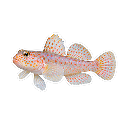Pale Translucent Fish with Orange Speckles Vinyl Decal Stickers