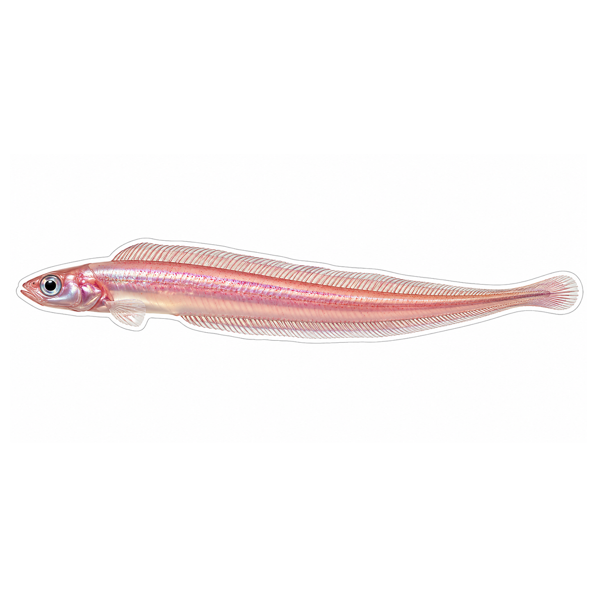 Slender Pink Pearlfish with Long Tail Art Vinyl Decal Stickers