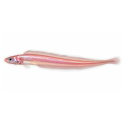 Slender Pink Pearlfish with Long Tail Art Vinyl Decal Stickers