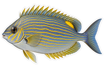 Blue Rabbitfish with Fine Gold Lines Vinyl Decal Stickers