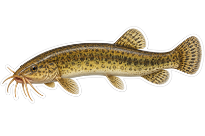 Olive Long Whisker Weather Loach Art Vinyl Decal Stickers