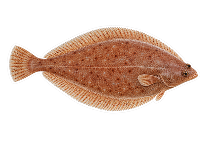 Witch Flounder Art Vinyl Decal Stickers