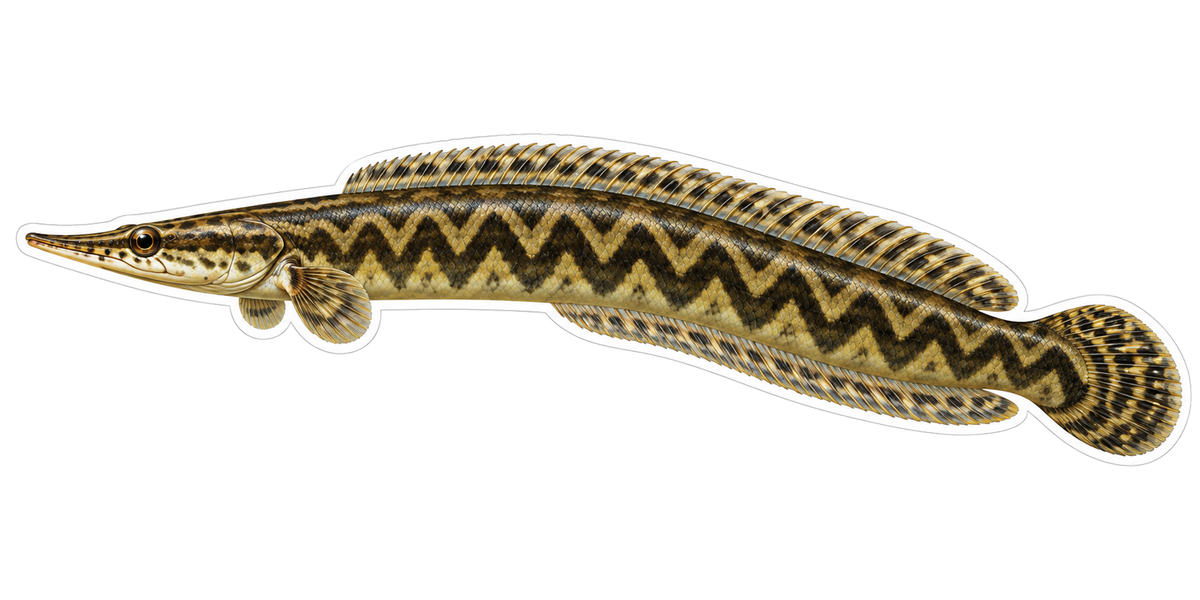 Brown Zigzag Pattern Eel Vinyl Decal Stickers