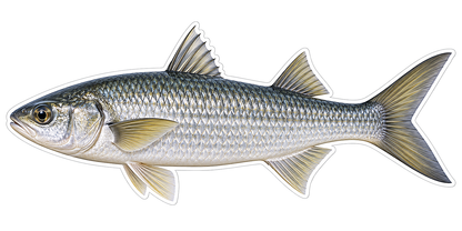 Silver Mountain Mullet Yellow Fins Art Vinyl Decal Stickers