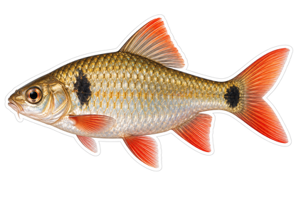 Gold Fish with Dark Shoulder and Tail Spots Art Vinyl Decal Stickers