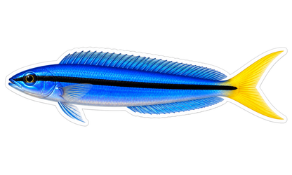 Blue Fish with Black Stripe and Yellow Tail Art Vinyl Decal Stickers