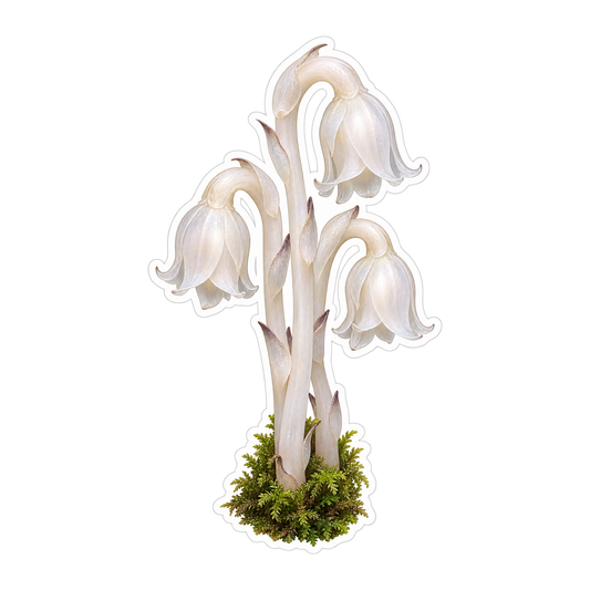 Three Ivory Ghost Pipe Flowers on Moss Vinyl Decal Stickers
