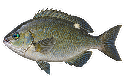 Dark Olive Opaleye Fish Side View Art Vinyl Decal Stickers