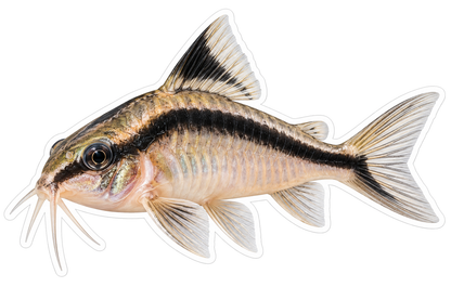 Cream Catfish with Broad Black Stripe Art Vinyl Decal Stickers
