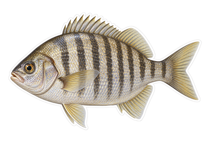 Barred Surfperch Art Vinyl Decal Stickers
