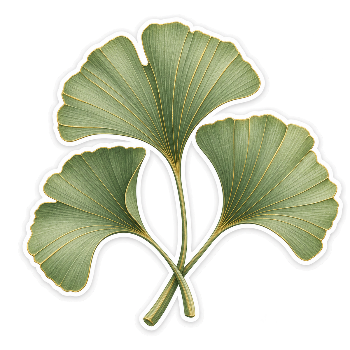 Sage Green Ginkgo Leaf Trio Art Vinyl Decal Stickers
