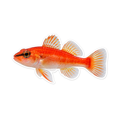 Orange Fish with Pale Belly and Double Back Fins Vinyl Decal Stickers