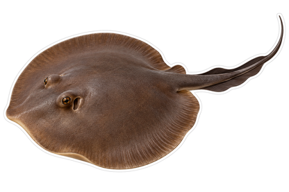 Round Brown Ray with Ribbon Tail Art Vinyl Decal Stickers