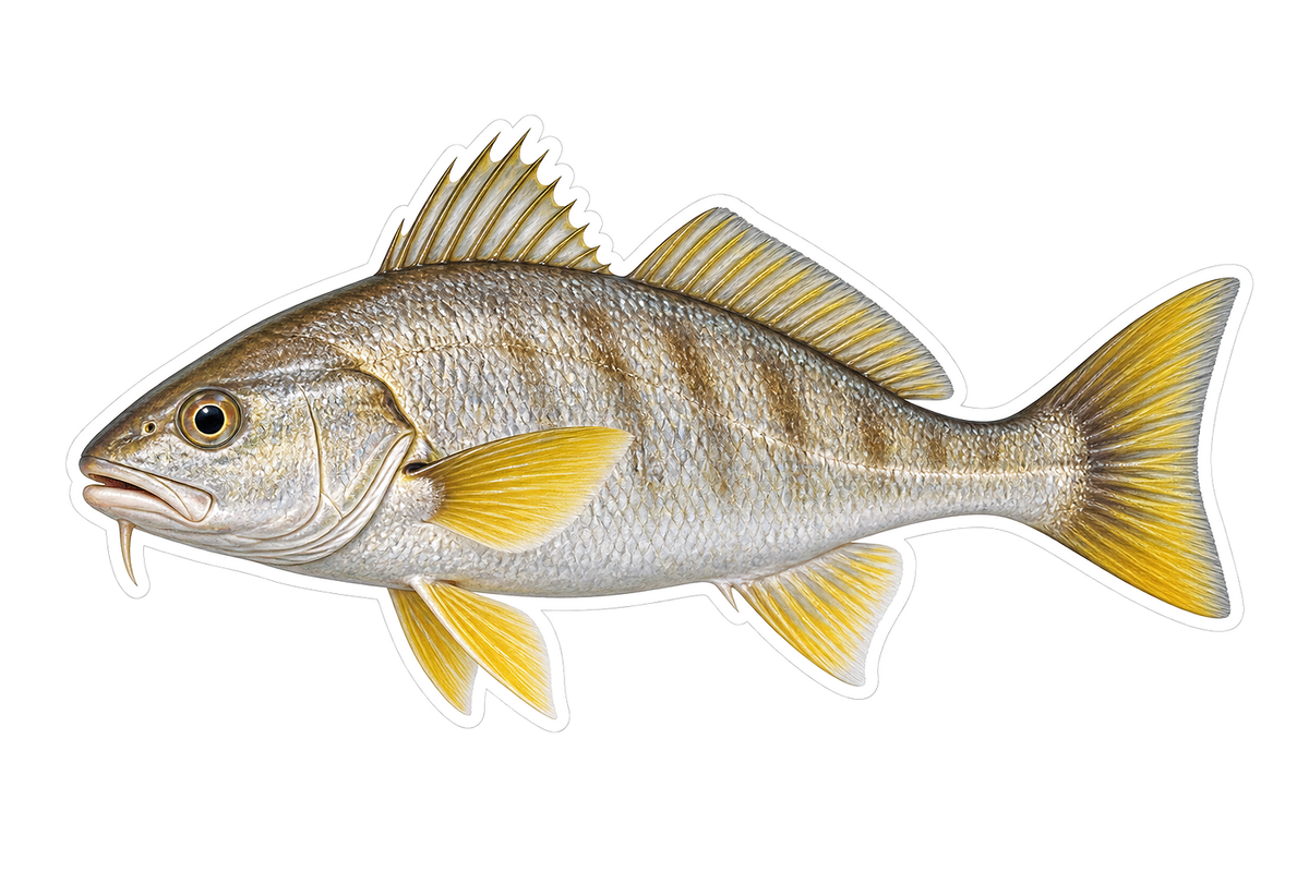 Yellowfin Croaker Art Vinyl Decal Stickers