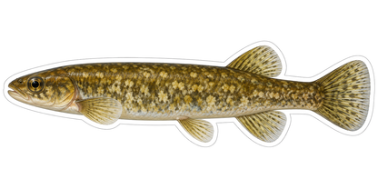 Olive Gold Speckled Stream Fish Art Vinyl Decal Stickers
