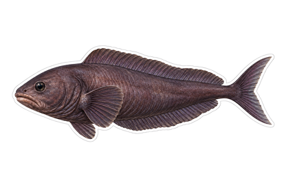 Purple Brown Forked Tail Ragfish Art Vinyl Decal Stickers