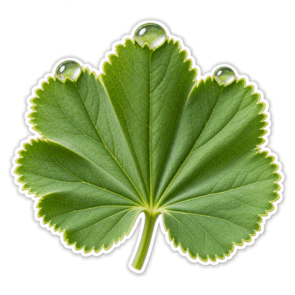 Green Scalloped Leaf with Dewdrops Art Vinyl Decal Stickers