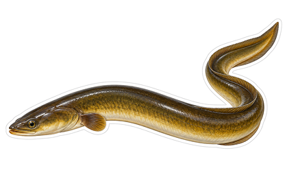 Golden Brown Curved Eel Art Vinyl Decal Stickers