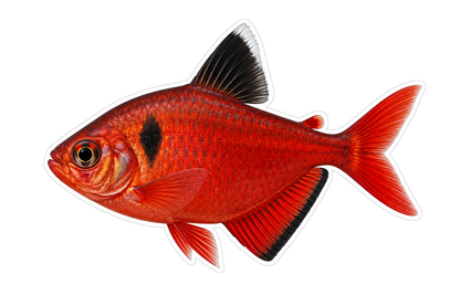 Red Tetra with Black Shoulder Mark Art Vinyl Decal Stickers