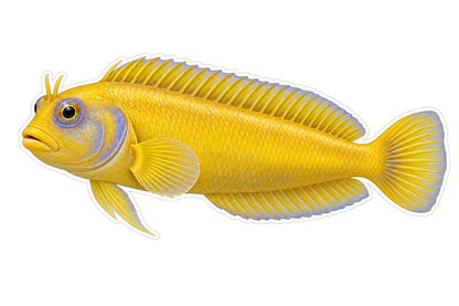 Golden Blenny with Blue Face Markings Vinyl Decal Stickers
